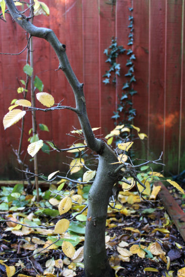 hornbeam bonsai